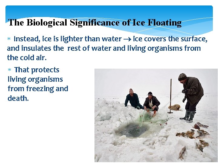 The Biological Significance of Ice Floating Instead, ice is lighter than water ice covers