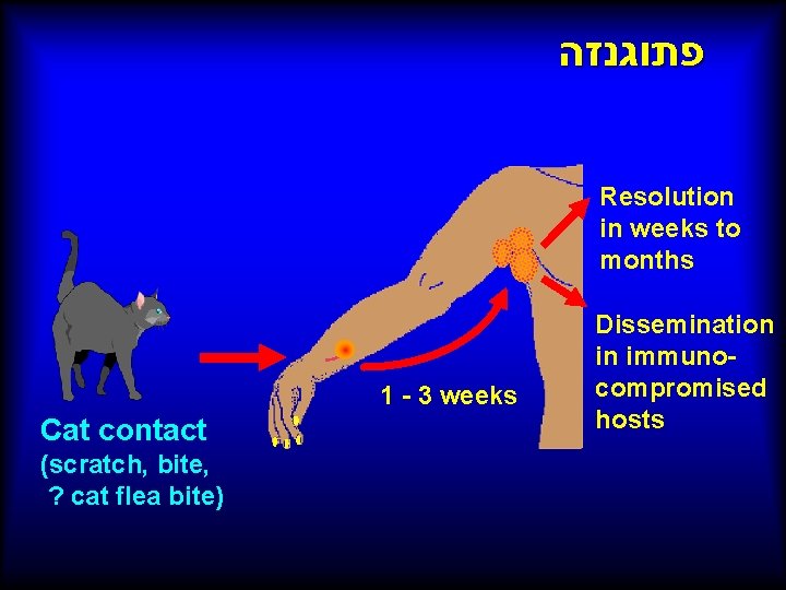  פתוגנזה Resolution in weeks to months 1 - 3 weeks Cat contact (scratch,