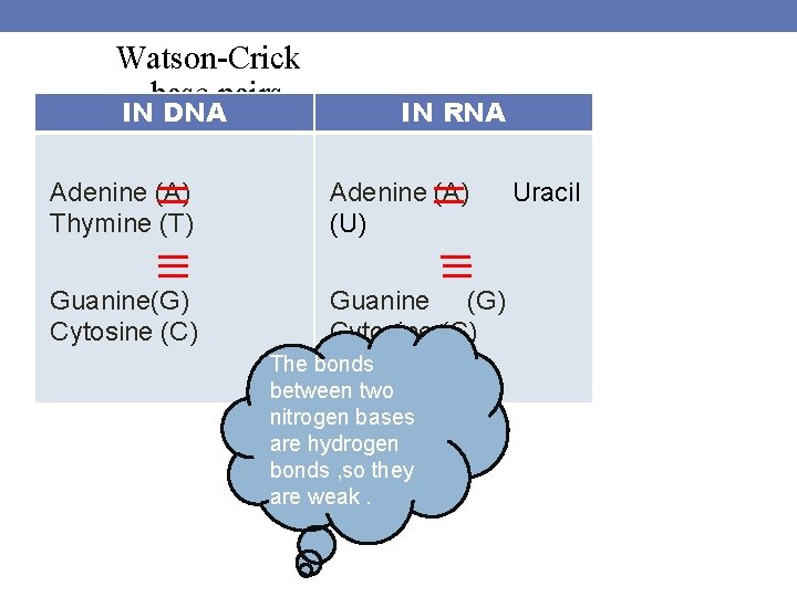Watson-Crick base pairs IN DNA IN RNA Adenine (A) Thymine (T) Adenine (A) (U)