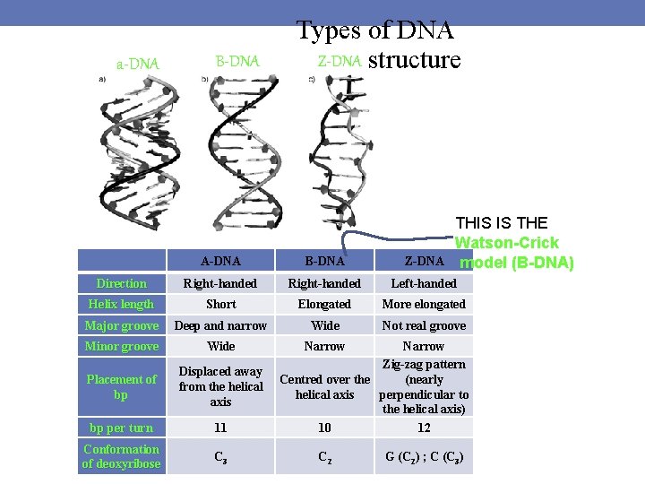 a-DNA B-DNA Types of DNA Z-DNA structure THIS IS THE Watson-Crick model (B-DNA) A-DNA