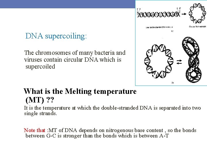DNA supercoiling: The chromosomes of many bacteria and viruses contain circular DNA which is