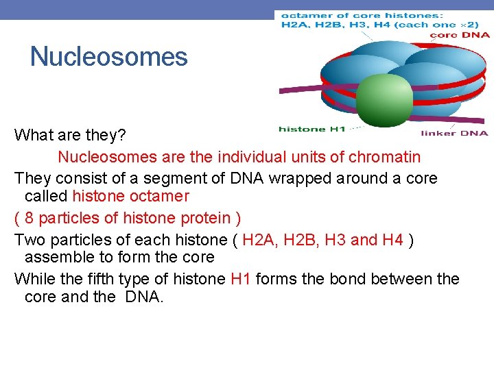 Nucleosomes What are they? Nucleosomes are the individual units of chromatin They consist of