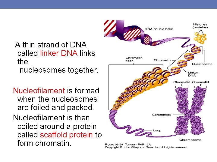 A thin strand of DNA called linker DNA links the nucleosomes together. Nucleofilament is