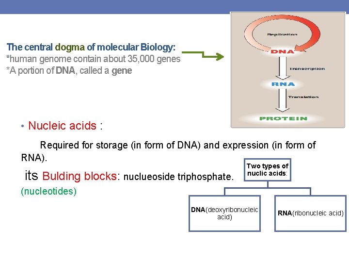 The central dogma of molecular Biology: *human genome contain about 35, 000 genes *A