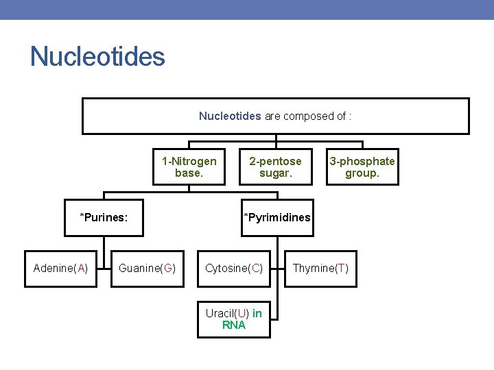 Nucleotides are composed of : 1 -Nitrogen base. *Purines: Adenine(A) Guanine(G) 2 -pentose sugar.