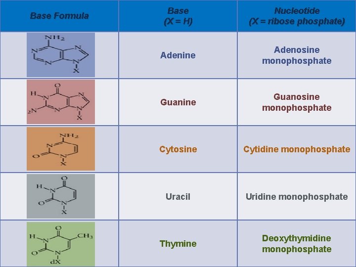 Base Formula Base (X = H) Nucleotide (X = ribose phosphate) Adenine Adenosine monophosphate