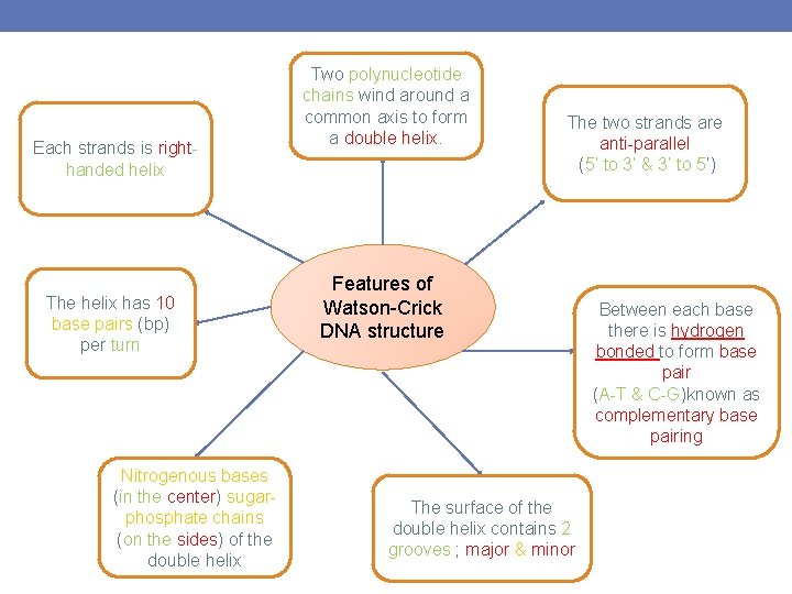 Each strands is righthanded helix The helix has 10 base pairs (bp) per turn