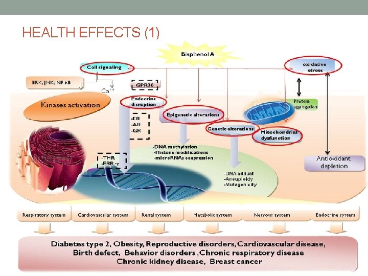 HEALTH EFFECTS (1) 