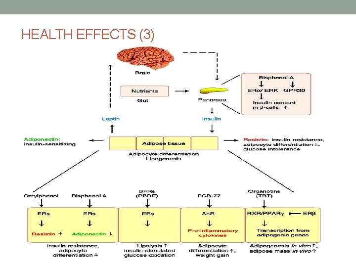 HEALTH EFFECTS (3) 