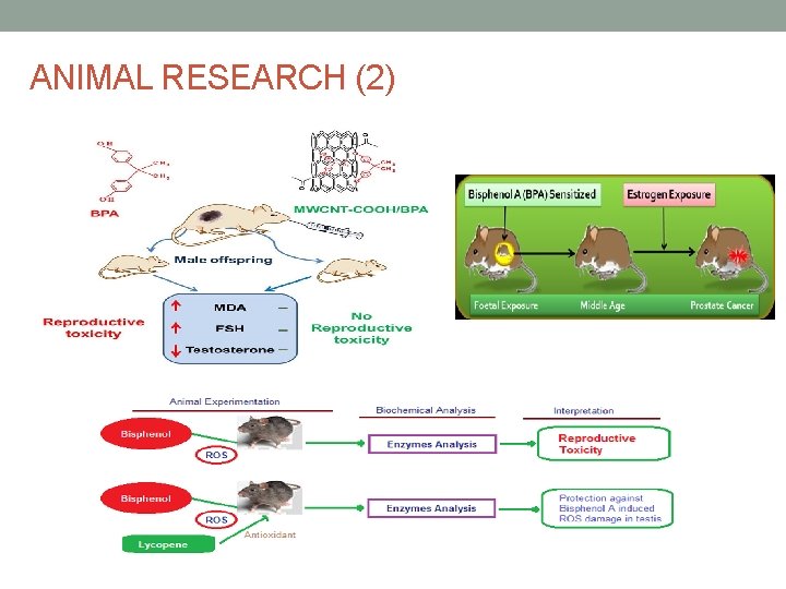 ANIMAL RESEARCH (2) 