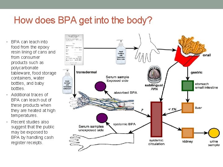 How does BPA get into the body? • BPA can leach into food from