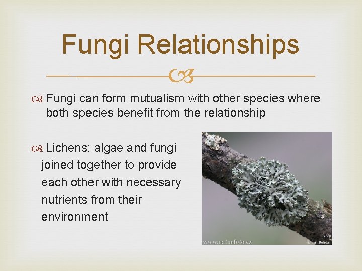 Fungi Relationships Fungi can form mutualism with other species where both species benefit from