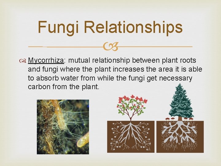 Fungi Relationships Mycorrhiza: mutual relationship between plant roots and fungi where the plant increases