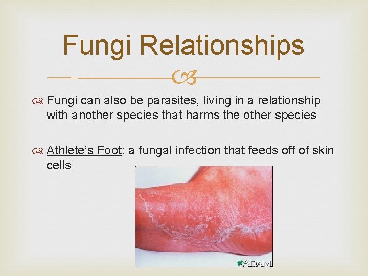 Fungi Relationships Fungi can also be parasites, living in a relationship with another species
