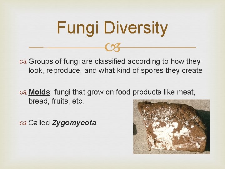Fungi Diversity Groups of fungi are classified according to how they look, reproduce, and