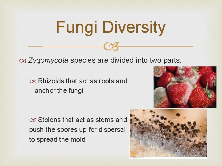 Fungi Diversity Zygomycota species are divided into two parts: Rhizoids that act as roots