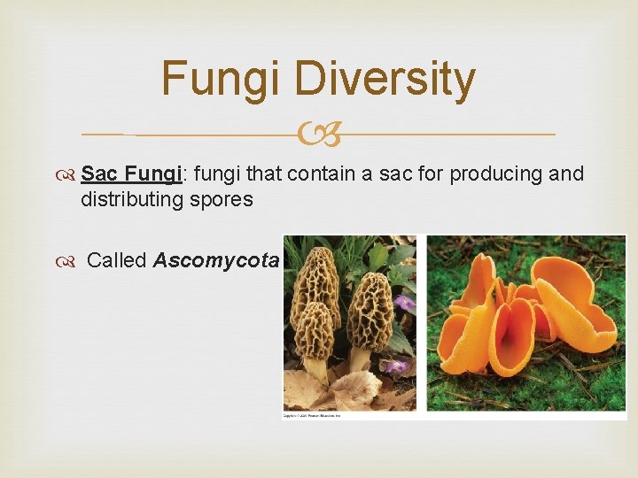 Fungi Diversity Sac Fungi: fungi that contain a sac for producing and distributing spores