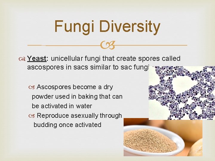 Fungi Diversity Yeast: unicellular fungi that create spores called ascospores in sacs similar to