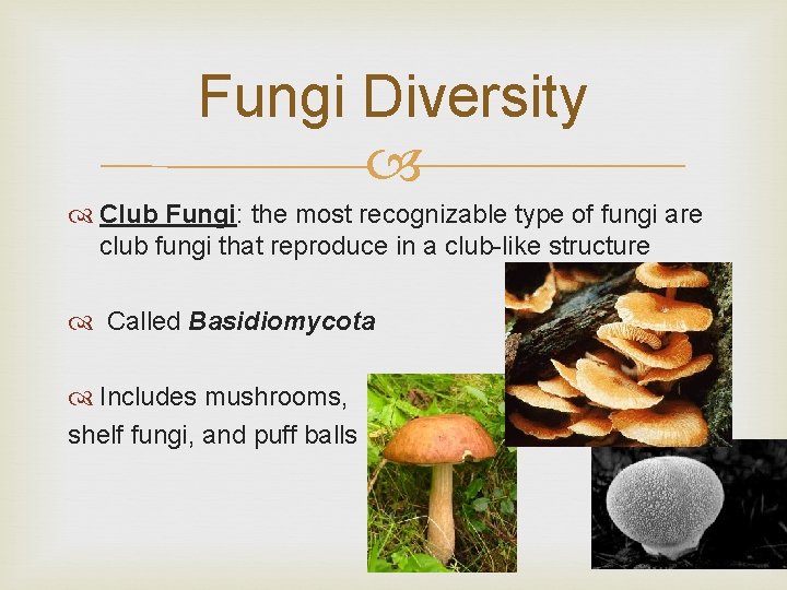 Fungi Diversity Club Fungi: the most recognizable type of fungi are club fungi that