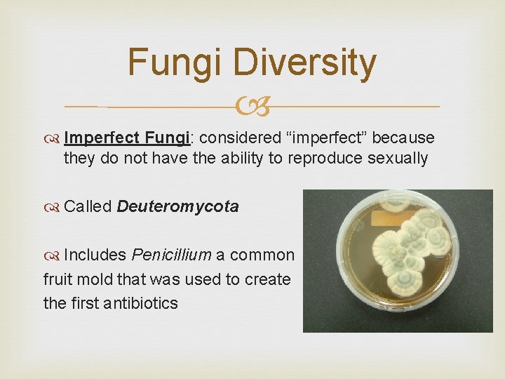 Fungi Diversity Imperfect Fungi: considered “imperfect” because they do not have the ability to