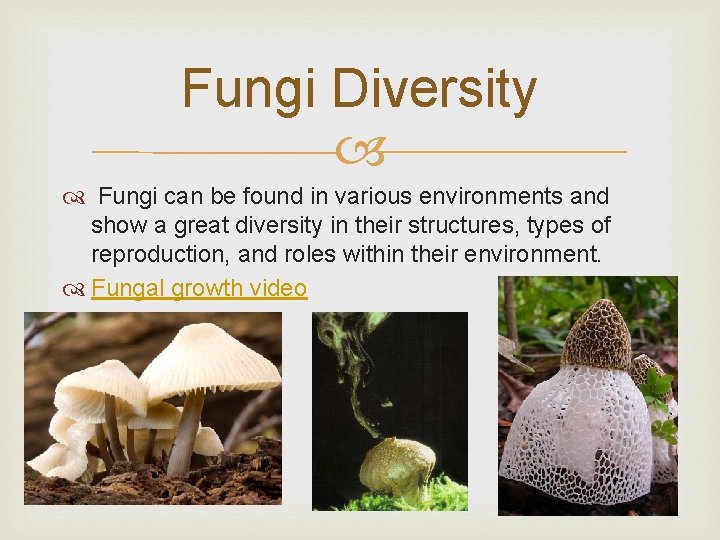 Fungi Diversity Fungi can be found in various environments and show a great diversity