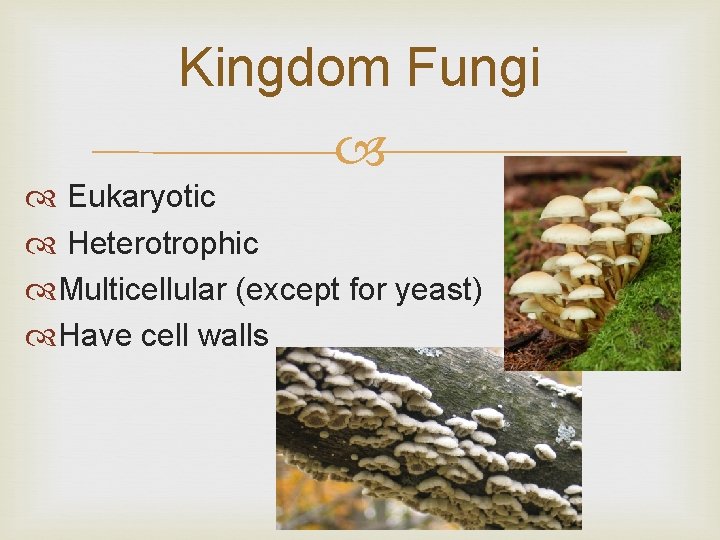 Fungi Basic characteristics types of fungi and reproduction