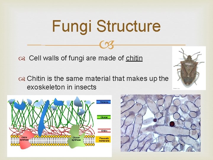 Fungi Structure Cell walls of fungi are made of chitin Chitin is the same