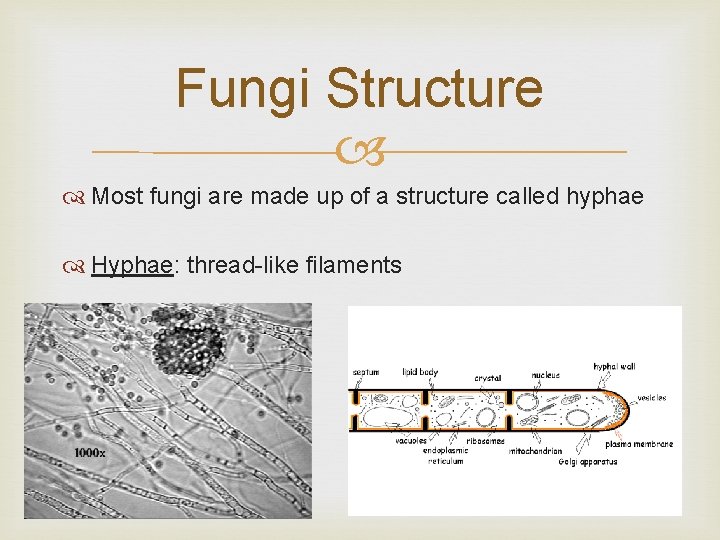 Fungi Structure Most fungi are made up of a structure called hyphae Hyphae: thread-like