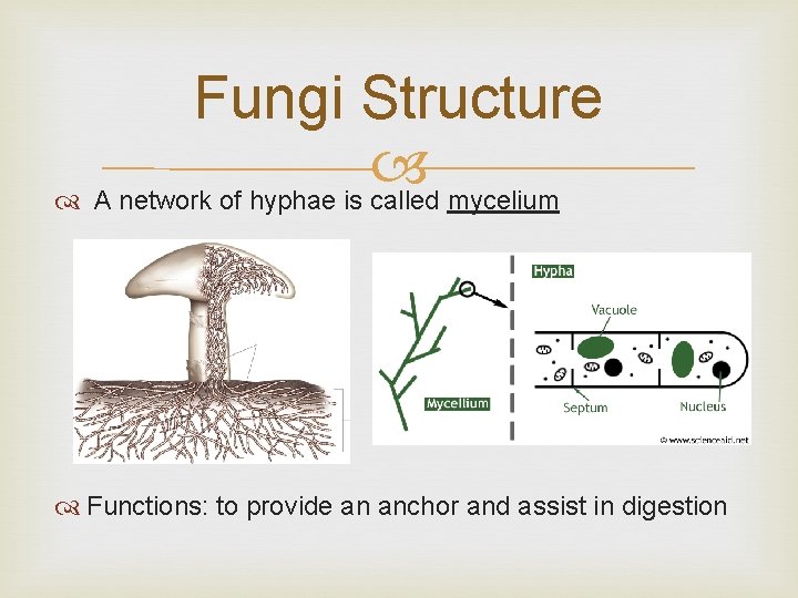 Fungi Structure A network of hyphae is called mycelium Functions: to provide an anchor