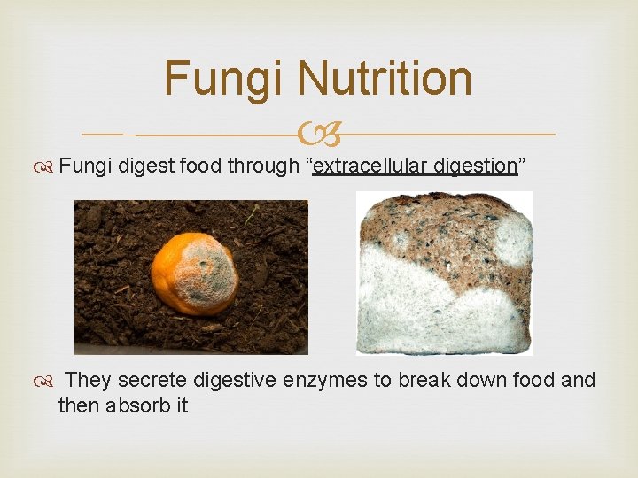 Fungi Nutrition Fungi digest food through “extracellular digestion” They secrete digestive enzymes to break