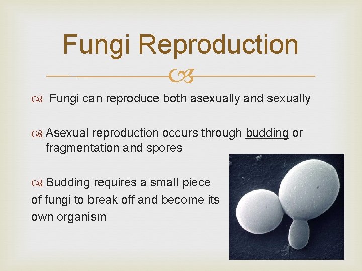 Fungi Reproduction Fungi can reproduce both asexually and sexually Asexual reproduction occurs through budding