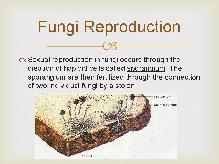 Fungi Reproduction Sexual reproduction in fungi occurs through the creation of haploid cells called
