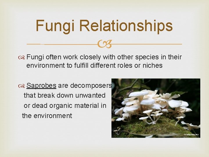 Fungi Relationships Fungi often work closely with other species in their environment to fulfill