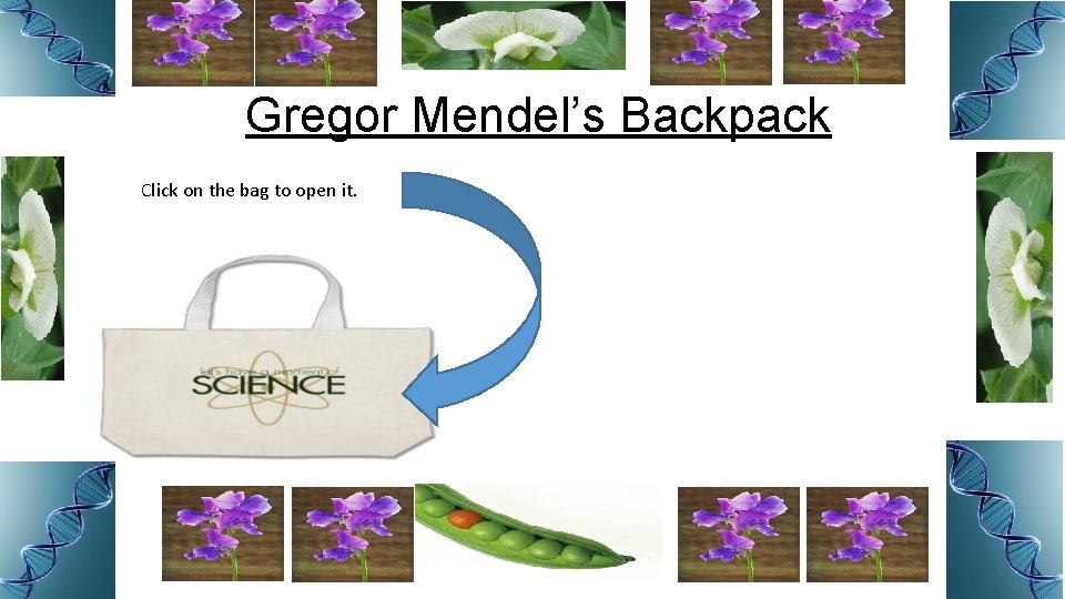 Gregor Mendel’s Backpack Click on the bag to open it. Anthers and -White Flowers