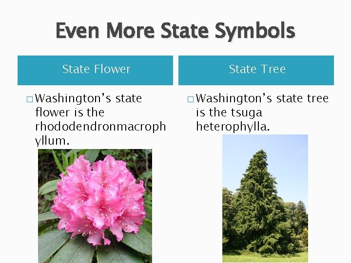 Even More State Symbols State Flower � Washington’s state flower is the rhododendronmacroph yllum.