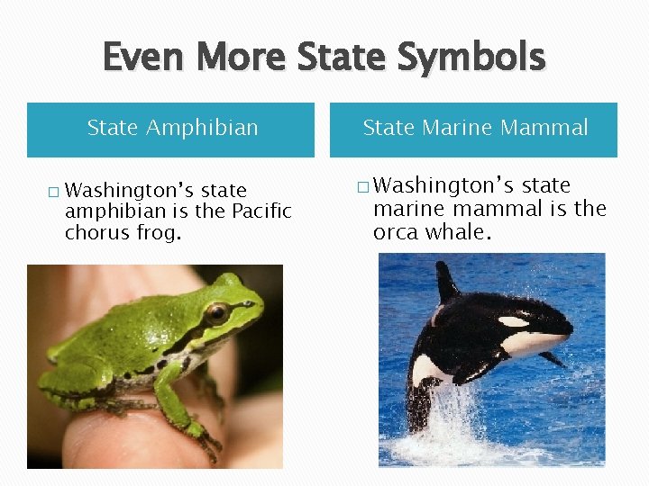 Even More State Symbols State Amphibian � Washington’s state amphibian is the Pacific chorus