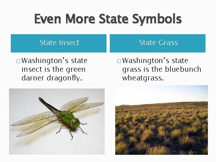 Even More State Symbols State Insect � Washington’s state insect is the green darner