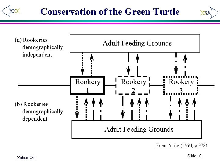 Conservation of the Green Turtle (a) Rookeries demographically independent Adult Feeding Grounds Rookery 1