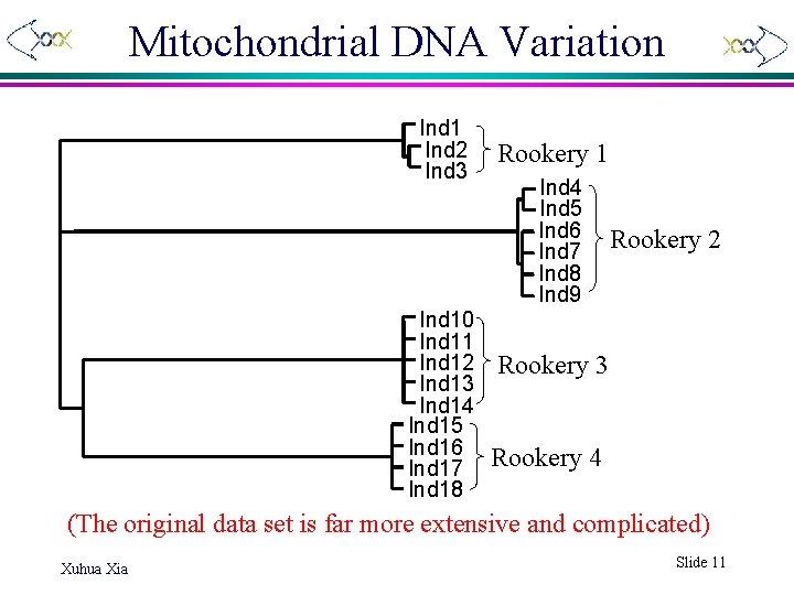 Mitochondrial DNA Variation Ind 1 Ind 2 Ind 3 Ind 10 Ind 11 Ind