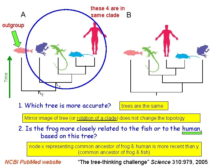 these 4 are in same clade B A Time outgroup 1. Which tree is