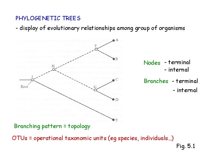 PHYLOGENETIC TREES - display of evolutionary relationships among group of organisms Nodes - terminal