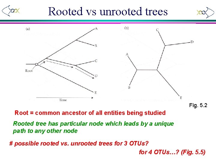 Rooted vs unrooted trees Fig. 5. 2 Root = common ancestor of all entities