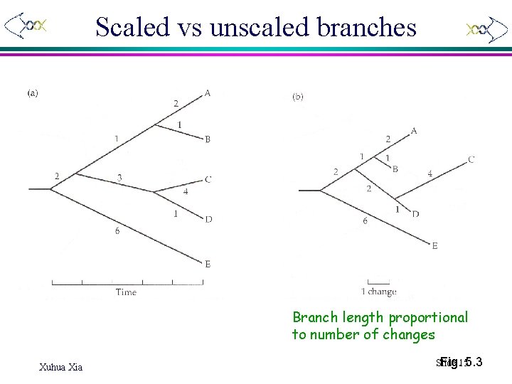 Scaled vs unscaled branches Branch length proportional to number of changes Xuhua Xia Fig.