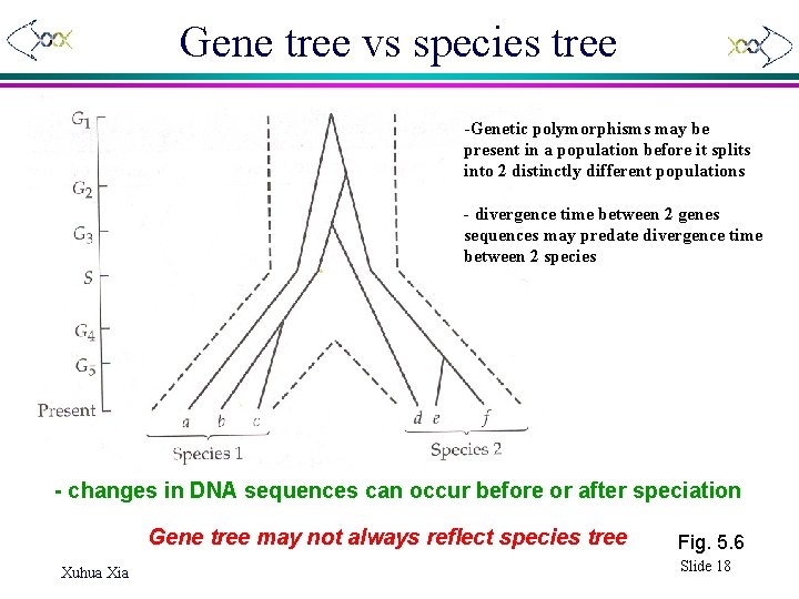 Gene tree vs species tree -Genetic polymorphisms may be present in a population before