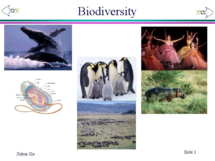 Biodiversity Xuhua Xia Slide 2 