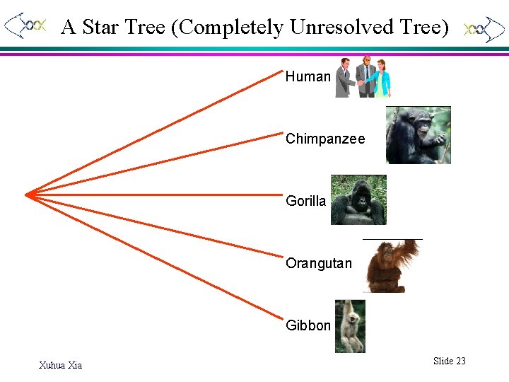 A Star Tree (Completely Unresolved Tree) Human Chimpanzee Gorilla Orangutan Gibbon Xuhua Xia Slide