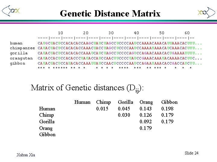 Genetic Distance Matrix 10 20 30 40 50 60 ----|----|----|----|----|----|-human CAUGCUACUCCACACACCAAGCUAUCUAGCCUCCCCAAUCCAAAACAUUAAACACUUU. . . chimpanzee