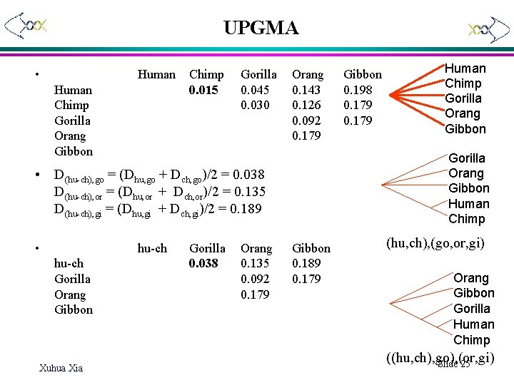 UPGMA • Human Chimp Gorilla Orang Gibbon Chimp 0. 015 Gorilla 0. 045 0.