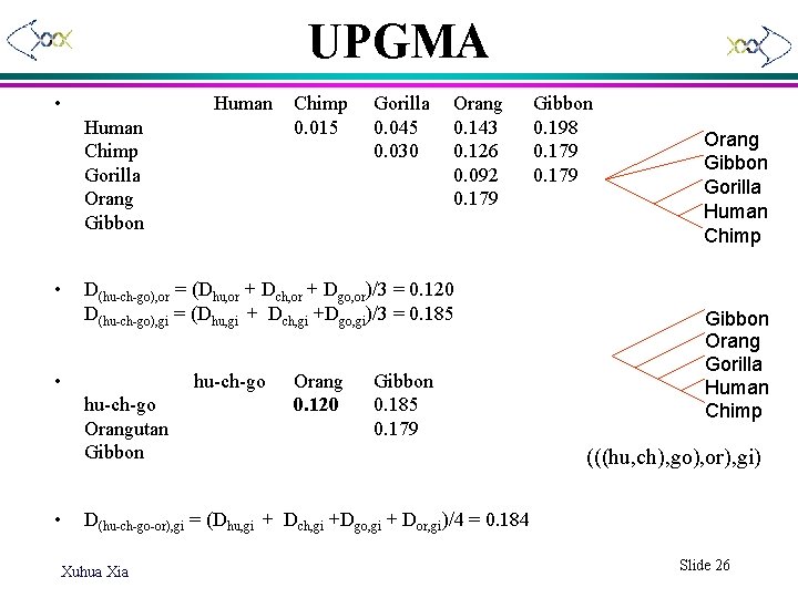 UPGMA • Human Chimp Gorilla Orang Gibbon • Gorilla 0. 045 0. 030 Orang