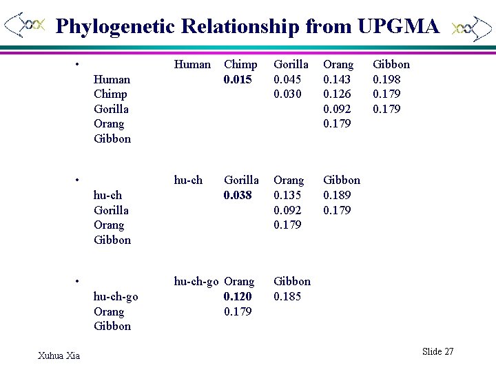 Phylogenetic Relationship from UPGMA • Human Chimp 0. 015 Gorilla 0. 045 0. 030